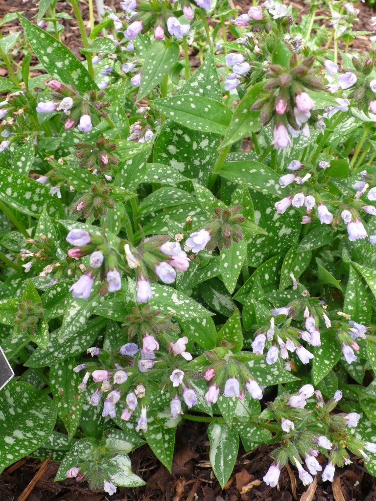 Pulmonarias are a good shade plant