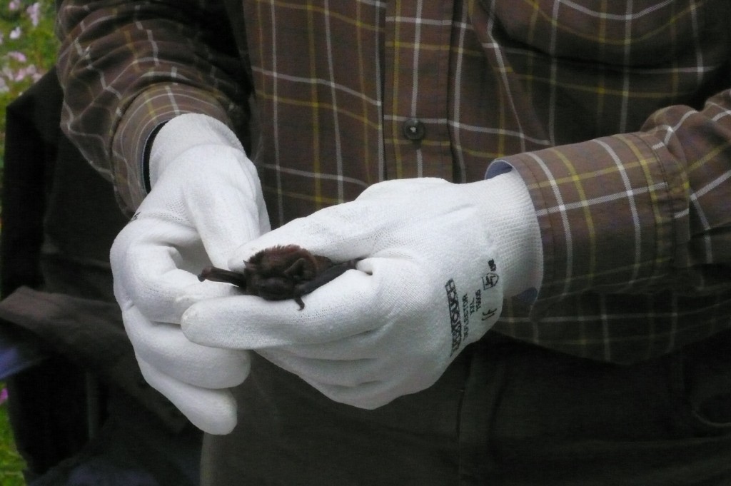 pipistrelle bat
