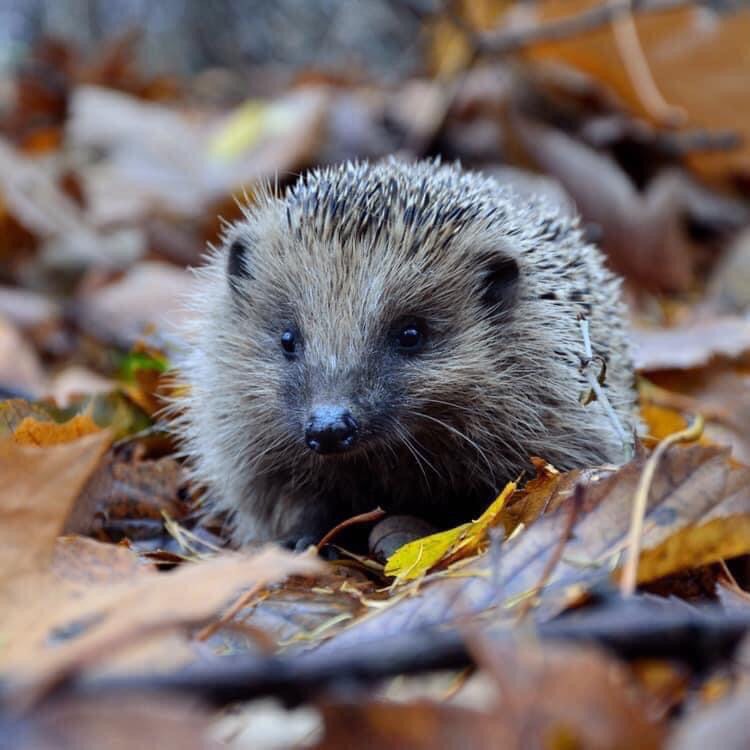 Hedgehog Awareness