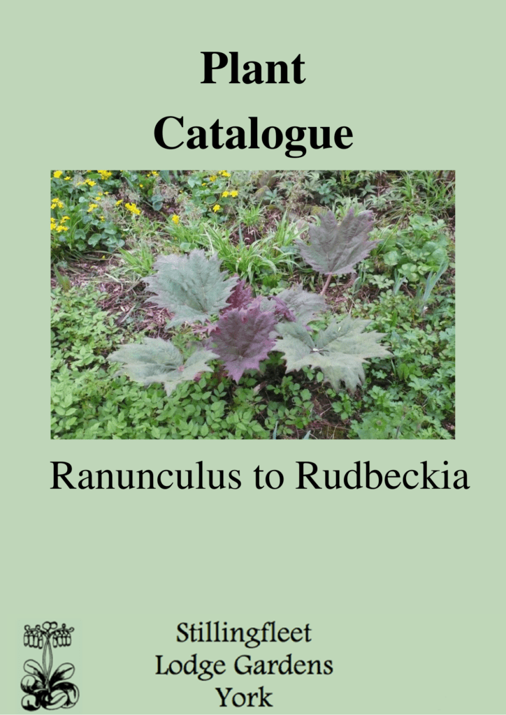 Ranunculus to Rudbeckia listing