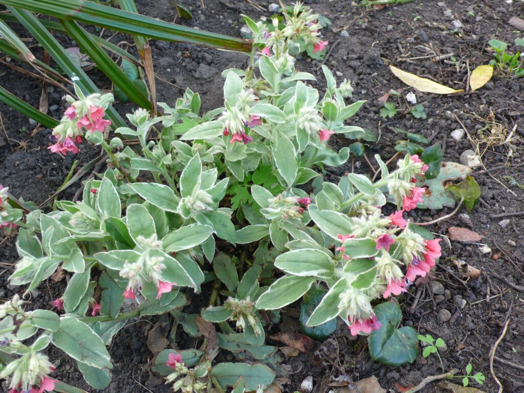 pulmonaria david ward