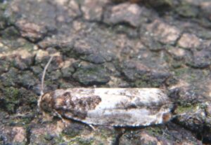 micro moth Gypsonoma dealbana