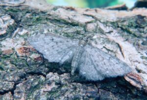 Golden-rod pug moth