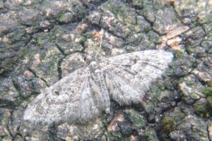 Larch Pug moth