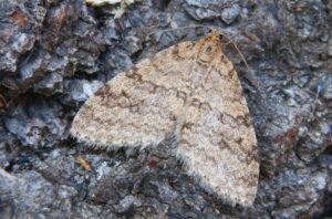 Early Tooth-striped moth