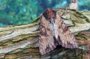 Clouded-bordered brindle