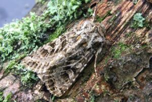 shears moth