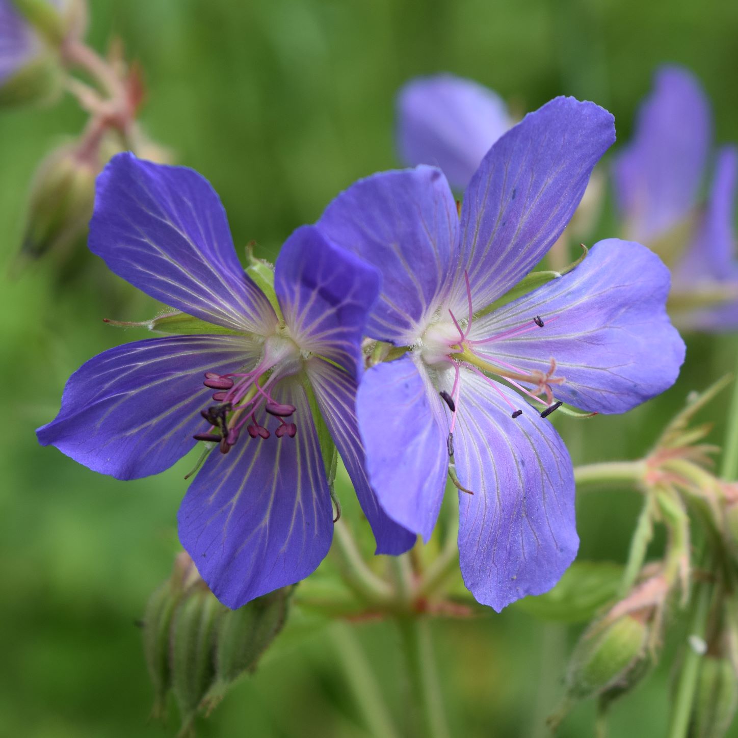 Geranium pratense