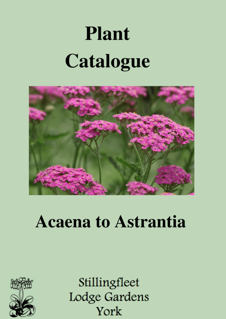 plant catalogue, acaema to astrantia
