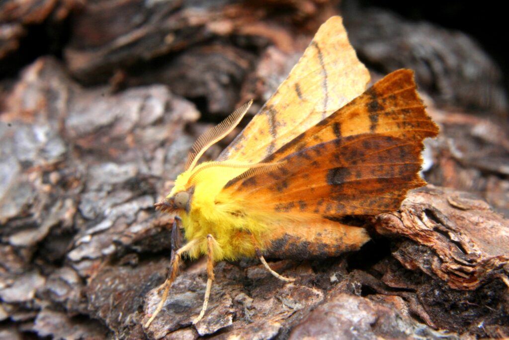 canary shouldered thorn moth