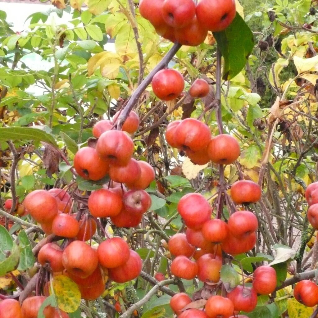 autumn fruit