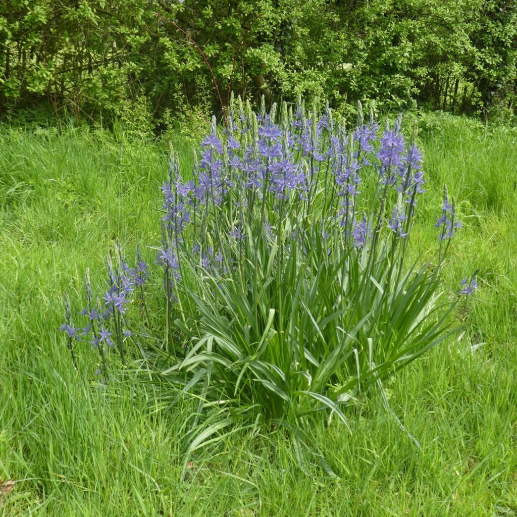Camassias in the meadow