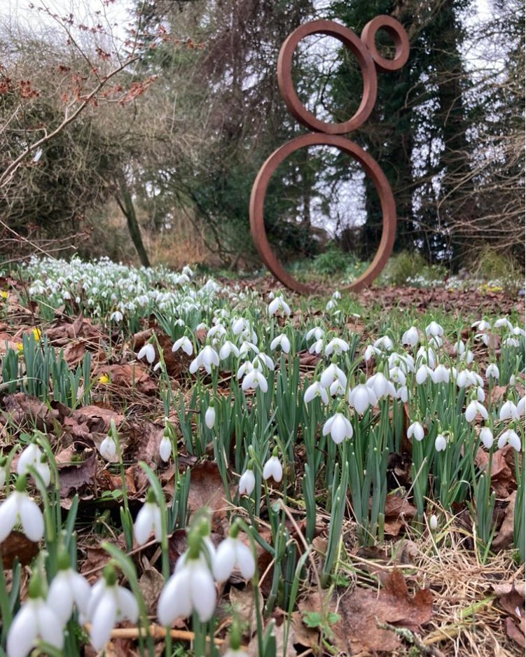 snowdrops in the woodland walk at Stillingfleet Lodge