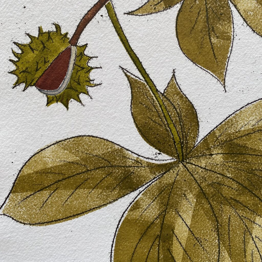 horse chestnut by Rachel Jones