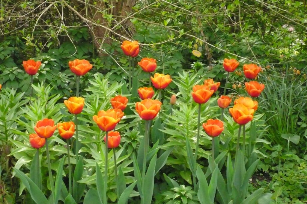 tulips
