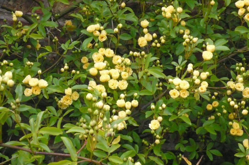 rosa banksiae