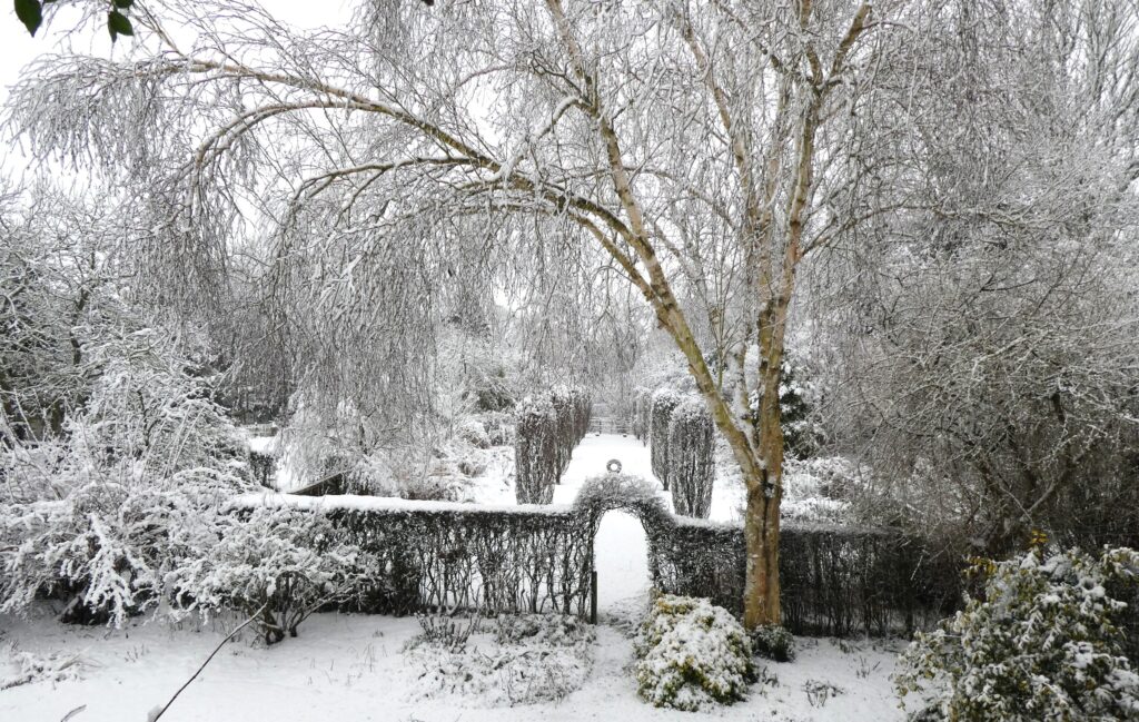 Snow at Stillingfleet Lodge Garden