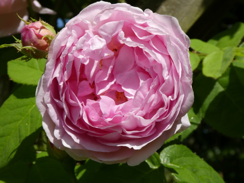 Pink rose at Stillingfleet Lodge Garden