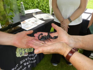 scorpion