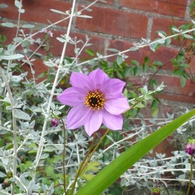 Dahlia Merckii