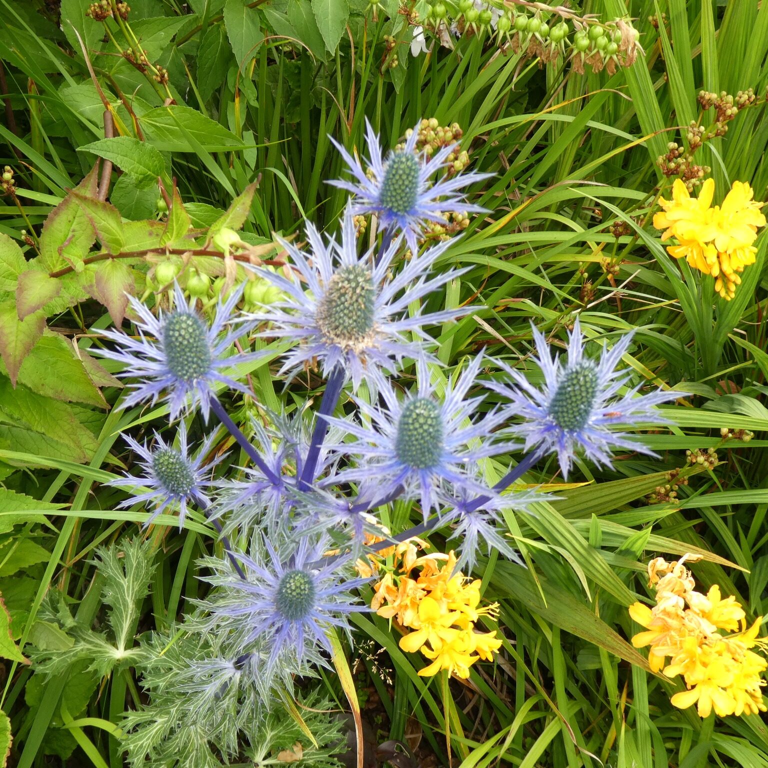 ERYNGIUM x zabelii 'Big Blue'