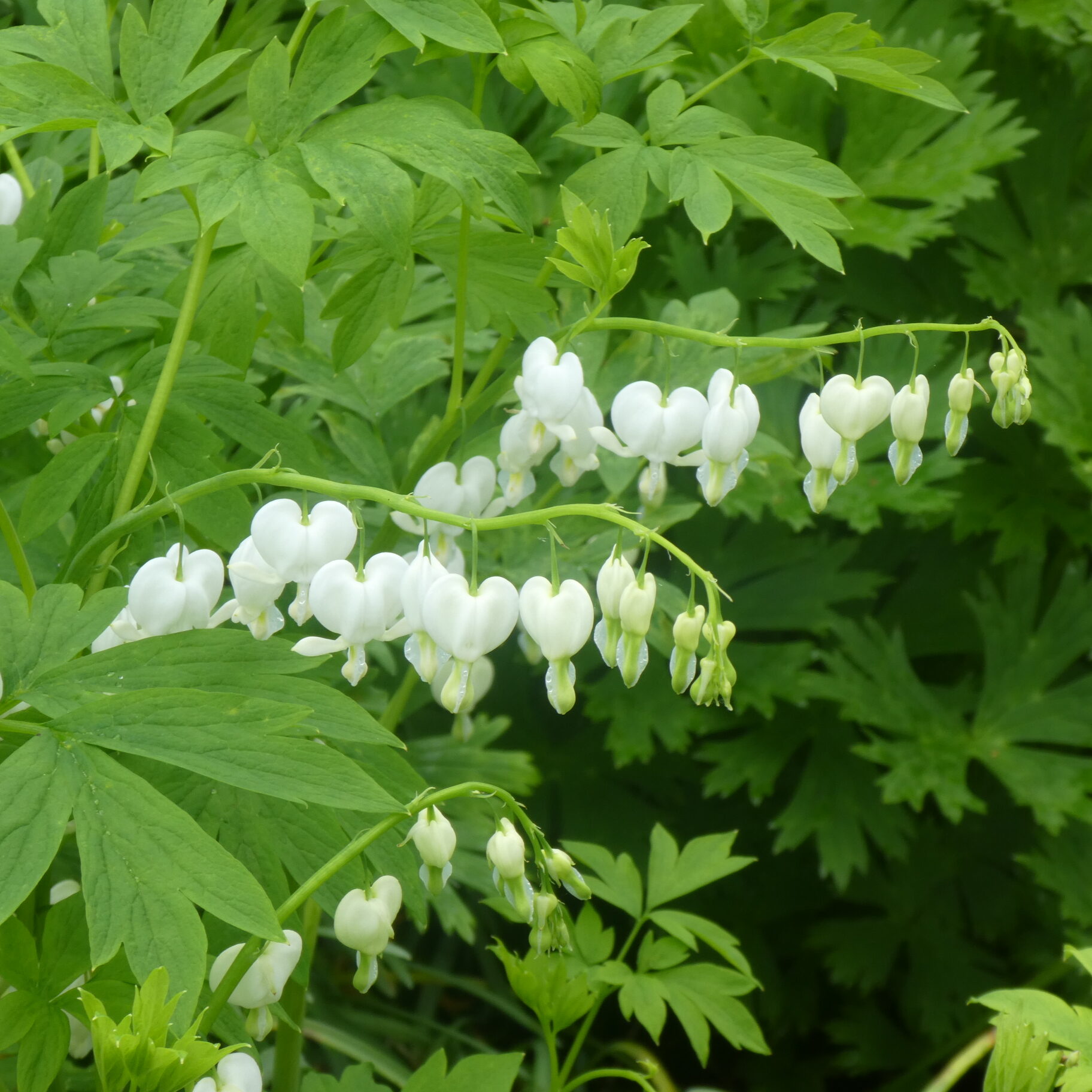 Lamprocapnos spectabilis 'Alba'