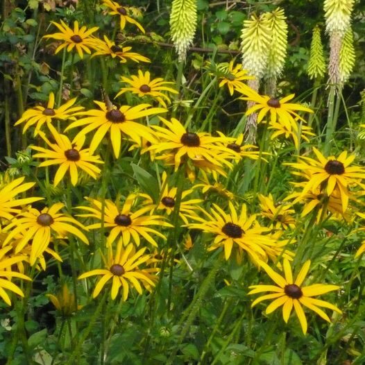 Rudbeckia deamii planted with Kniphofia