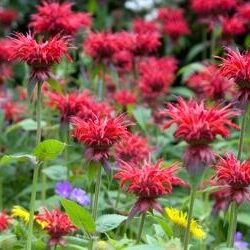 Monarda 'Gardenview Scarlet'