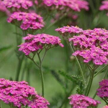 achillea