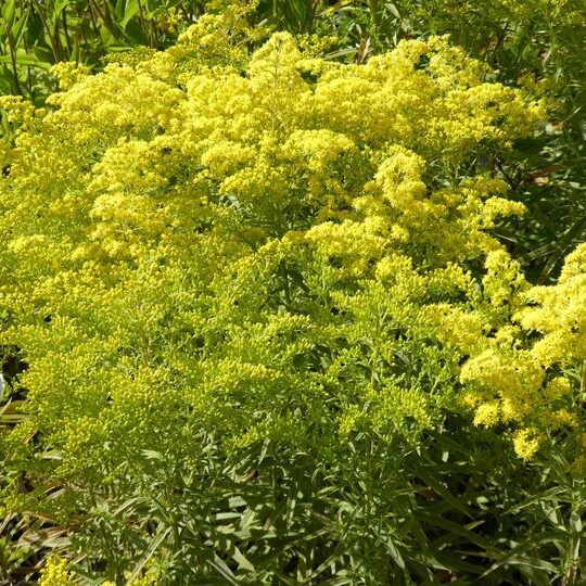 Solidago 'Loysder Crown'